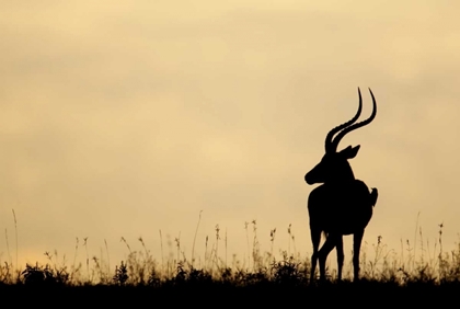 Picture of KENYA, NAKURU NP MALE IMPALA WITH OXPECKER