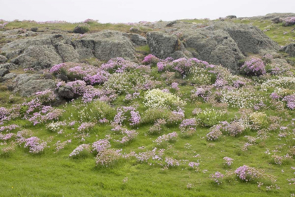 Picture of SCOTLAND, ISLE OF MAY FLOWERS AND BOULDERS