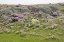 Picture of SCOTLAND, ISLE OF MAY FLOWERS AND BOULDERS