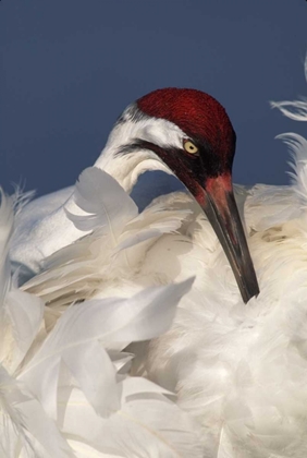 Picture of FL, LAKE KISSIMMEE WHOOPING CRANE PREENING