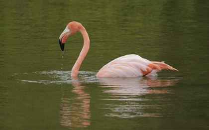 Picture of FL, MORENO POINT GREATER FLAMINGO SWIMMING