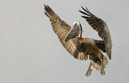 Picture of FL BROWN PELICAN FLYING WITH NEST MATERIAL