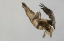 Picture of FL BROWN PELICAN FLYING WITH NEST MATERIAL