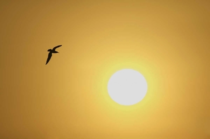 Picture of FL, TITUSVILLE, RING-BILLED GULL AT SUNRISE