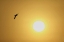 Picture of FL, TITUSVILLE, RING-BILLED GULL AT SUNRISE