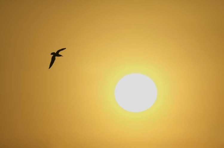 Picture of FL, TITUSVILLE, RING-BILLED GULL AT SUNRISE