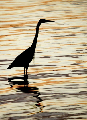 Picture of FL, SANIBEL SILHOUETTE OF GREAT BLUE HERON