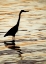 Picture of FL, SANIBEL SILHOUETTE OF GREAT BLUE HERON