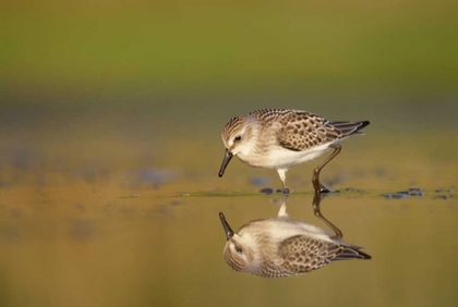 Picture of NEW YORK CITY, SEMIPALMATED SANDPIPER HUNTS