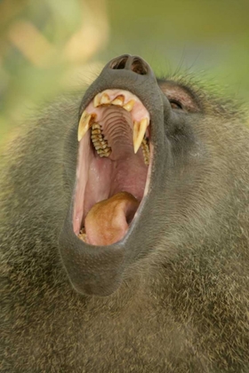 Picture of TANZANIA, LAKE MANYARA OLIVE BABOON YAWNING