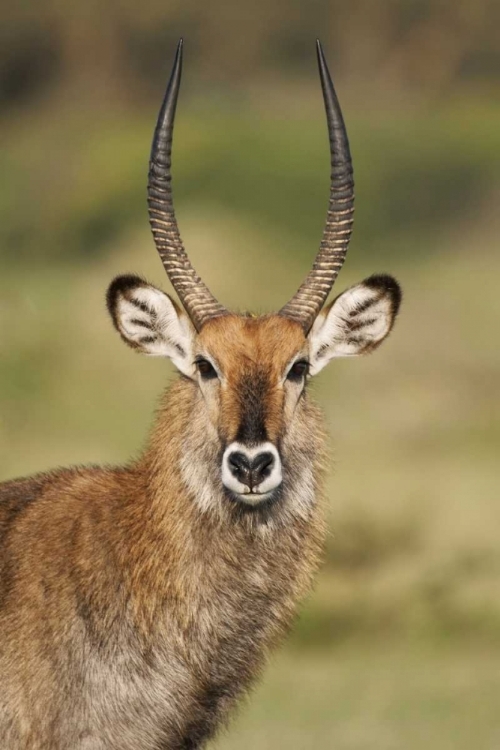 Picture of KENYA, LAKE NAIVASHA MALE DEFASSA WATERBUCK