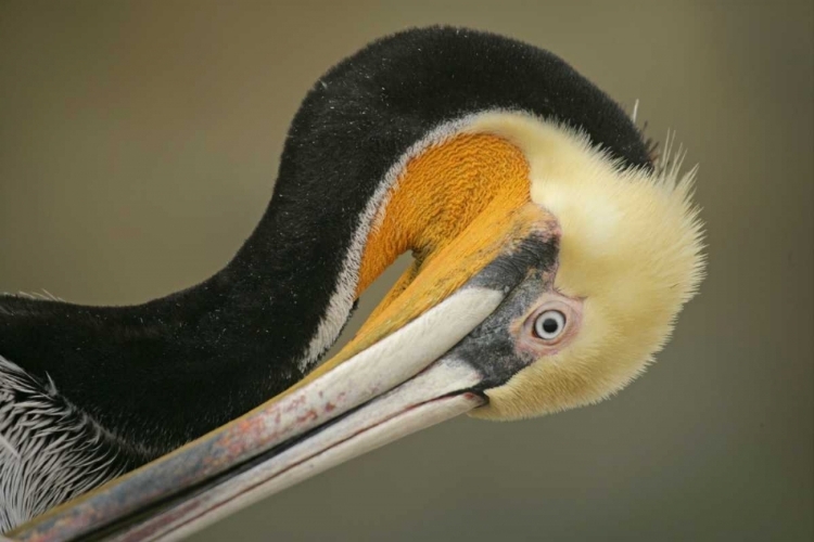 Picture of CALIFORNIA, LA JOLLA BROWN PELICAN PREENING