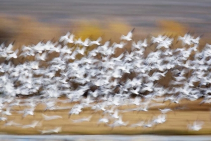 Picture of NEW MEXICO BLUR OF SNOW GEESE TAKING FLIGHT