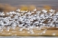 Picture of NEW MEXICO BLUR OF SNOW GEESE TAKING FLIGHT