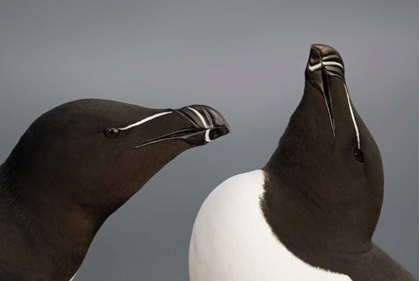 Picture of ICELAND, LATRABJARG RAZORBILLS IN COURTSHIP