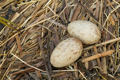 Picture of FL, INDIAN LAKE ESTATES SANDHILL CRANE EGGS