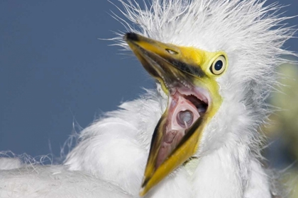 Picture of FL, ST AUGUSTINE GREAT EGRET CHICK YAWNING