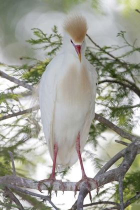 Picture of FL CATTLE EGRET IN BREEDING PLUMAGE ON LIMB