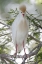 Picture of FL CATTLE EGRET IN BREEDING PLUMAGE ON LIMB