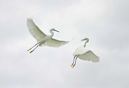 Picture of FL, SANIBEL SNOWY EGRETS ENGAGE IN FIGHTING