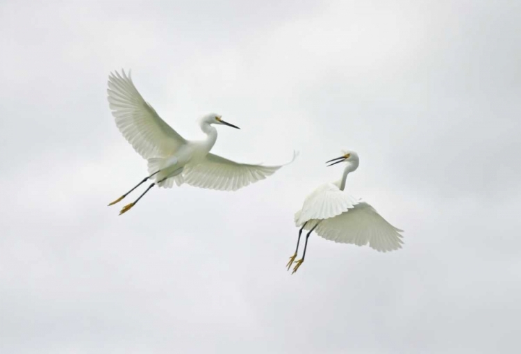 Picture of FL, SANIBEL SNOWY EGRETS ENGAGE IN FIGHTING