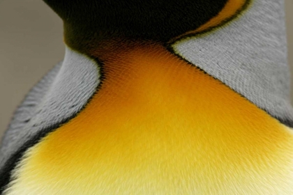 Picture of SOUTH GEORGIA ISLAND DETAIL OF KING PENGUIN