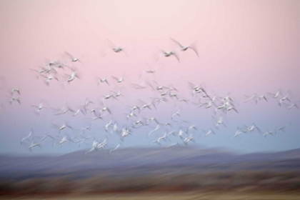 Picture of NEW MEXICO ABSTRACT OF SNOW GEESE IN FLIGHT