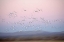 Picture of NEW MEXICO ABSTRACT OF SNOW GEESE IN FLIGHT