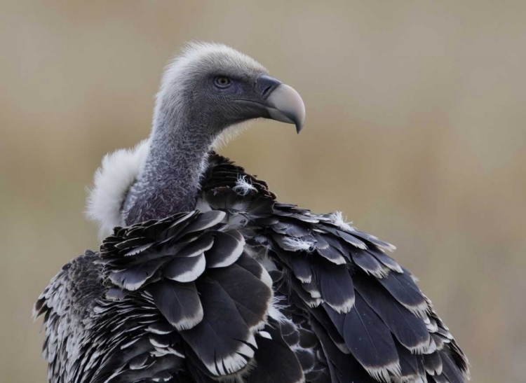 Picture of KENYA, MASAI MARA RUPPELLS GRIFFON VULTURE