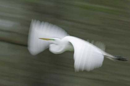 Picture of LOUISIANA ABSTRACT OF GREAT EGRET IN FLIGHT