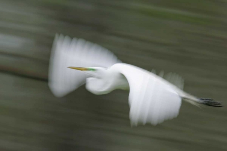 Picture of LOUISIANA ABSTRACT OF GREAT EGRET IN FLIGHT