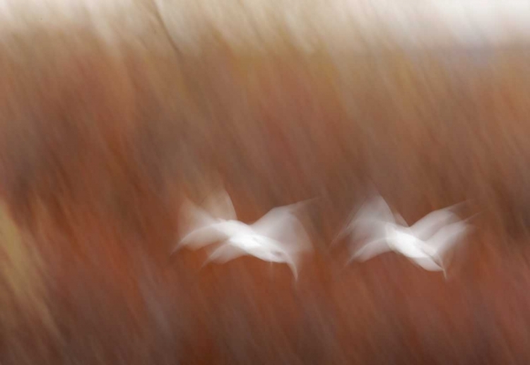 Picture of NEW MEXICO ABSTRACT OF SNOW GEESE IN FLIGHT