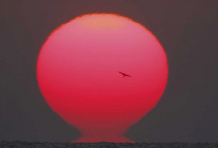 Picture of GA, LITTLE ST SIMONS ISLAND TERN IN FLIGHT