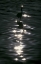 Picture of FL, PLACIDO GREAT BLUE HERON WADES IN WATER