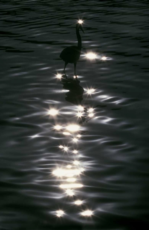 Picture of FL, PLACIDO GREAT BLUE HERON WADES IN WATER