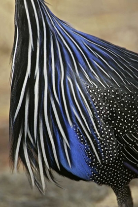 Picture of KENYA, VULTURINE GUINEA FOWL BREAST FEATHERS