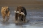 Picture of AK, LAKE CLARK NP BROWN BEAR HUNTING SALMON