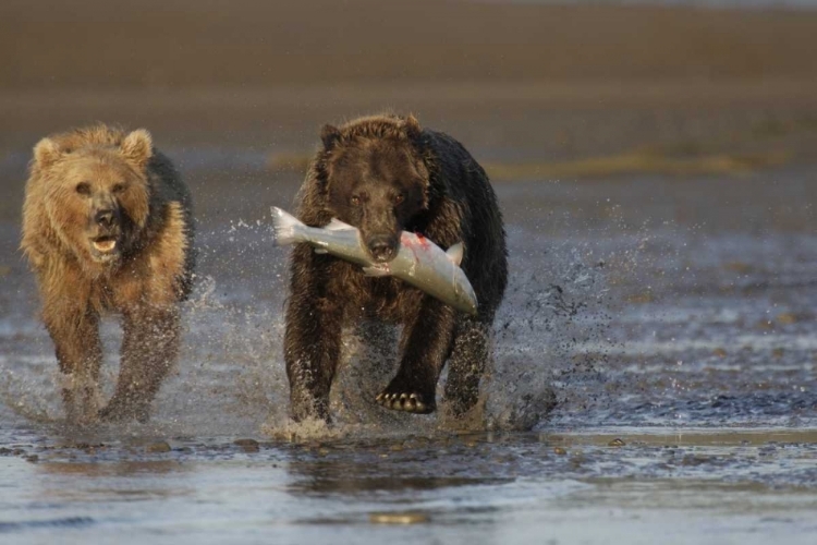 Picture of AK, LAKE CLARK NP BROWN BEAR HUNTING SALMON