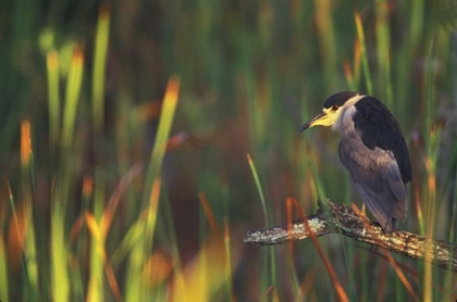 Picture of FL, EVERGLADES NP BLACK-CROWNED NIGHT HERON