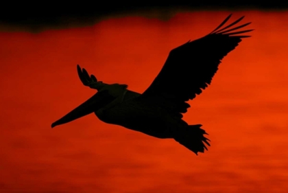 Picture of CA, BOLSA CHICA LAGOON BROWN PELICAN FLYING