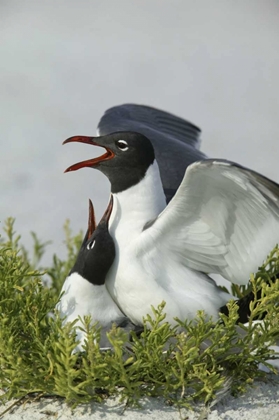 Picture of FLORIDA, EGMONT KEY SP LAUGHING GULLS MATING