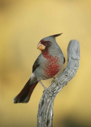 Picture of TEXAS, ROMA PHYRRHULOXIA BIRD ON TREE BRANCH