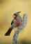 Picture of TEXAS, ROMA PHYRRHULOXIA BIRD ON TREE BRANCH