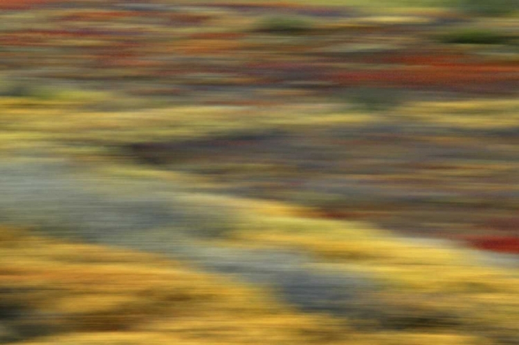 Picture of AK, DENALI NP ABSTRACT BLUR OF AUTUMN TUNDRA