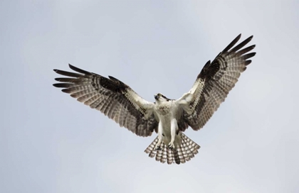 Picture of FL, BLUE CYPRESS LAKE OSPREY HOVERING IN SKY