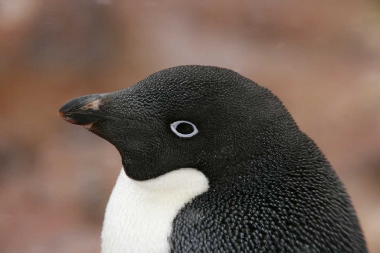 Picture of ANTARCTICA, BROWN BLUFF ADELIE PENGUIN ADULT