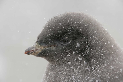 Picture of ANTARCTICA ADELIE PENGUIN CHICK IN SNOWSTORM