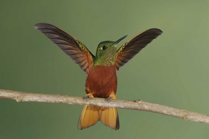 Picture of ECUADOR CHESTNUT-BREASTED CORONET DISPLAYING