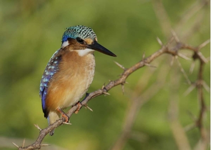 Picture of KENYA, LAKE BARINGO PYGMY KINGFISHER PERCHED