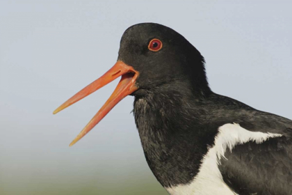 Picture of ICELAND, SNAEFELLSNES EURASIAN OYSTERCATCHER